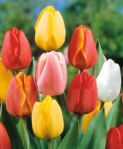 цибулини Тюльпан Дарвіна Гіганти суміш Тюльпан Дарвіна Гіганти суміш