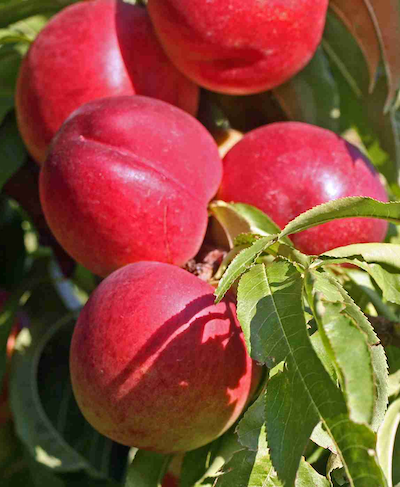 саджанці Нектарин Роял Джем Нектарин Роял Джем