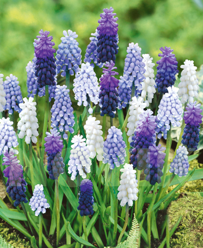 Гадюча цибулька суміш 