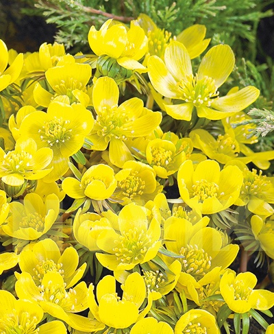 Ерантіс кілікійський