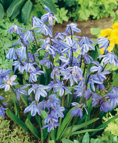 цибулини Проліска сибірська Проліска сибірська