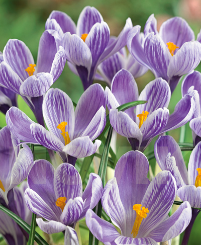 Шафран весняний Кінг оф зе Страйпд