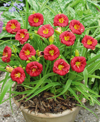 кореневища Гемерокаліс гібридний Міні Стела Гемерокаліс гібридний Міні Стела