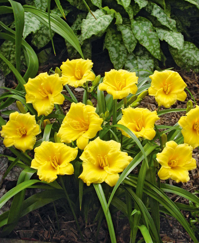 кореневища Гемерокаліс гібридний Сілом Грейс Стаміл Гемерокаліс гібридний Сілом Грейс Стаміл