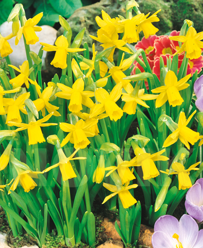 цибулини Нарцис цикламеноподібний Тет-а-Тет Нарцис цикламеноподібний Тет-а-Тет