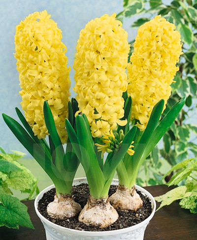 Гіацинт Сіті оф Гарлем