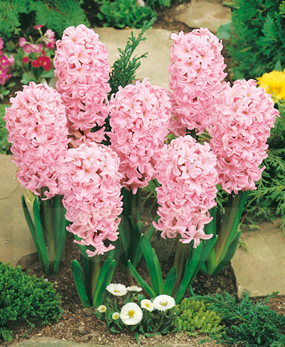 цибулини Гіацинт Фондант Гіацинт Фондант