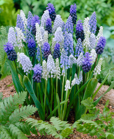 Гадюча цибулька суміш 