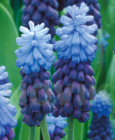 Гадюча цибулька широколиста