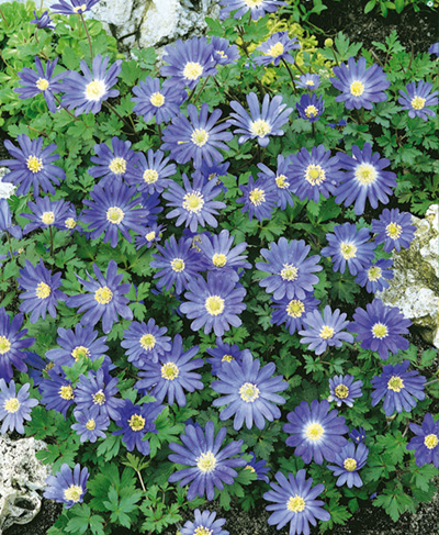 бульби Анемона ніжна блакитна Анемона ніжна блакитна