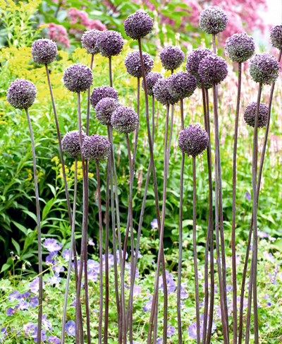 Цибуля декоративна Самер Драмер