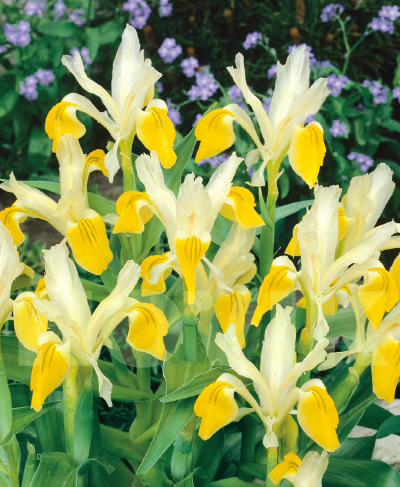 цибулини Ірис бухарський Ірис бухарський