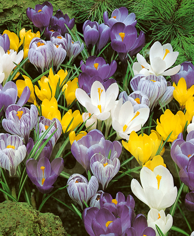 бульбоцибулини Шафран весняний суміш Шафран весняний суміш