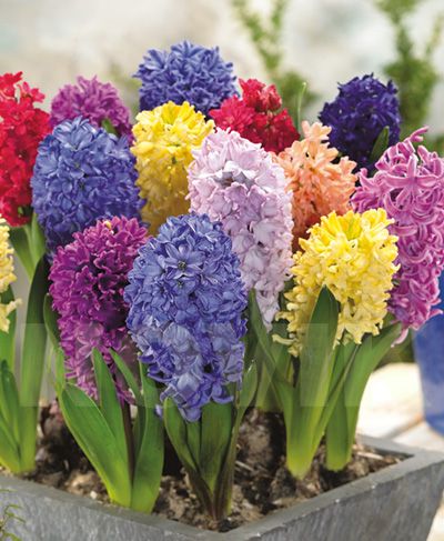 Гіацинти суміш