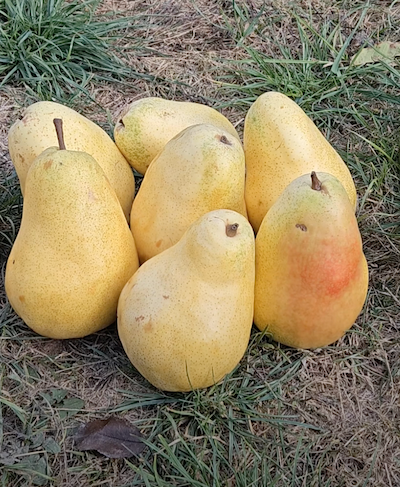 Груша Дельбар'ю