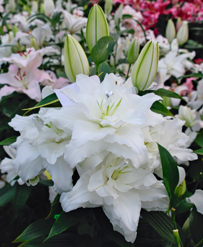 цибулини Лілія східна повна Шардоне Лілія східна повна Шардоне