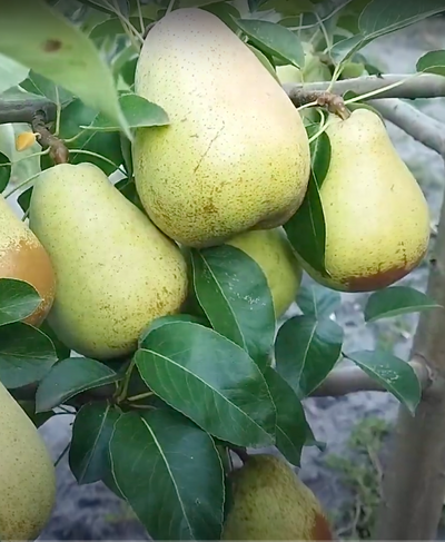 Груша Говерла