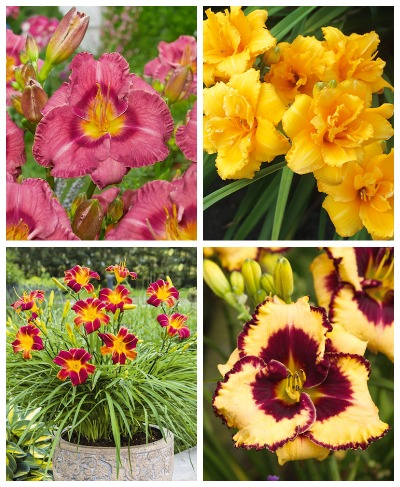 Набір Гемерокаліси