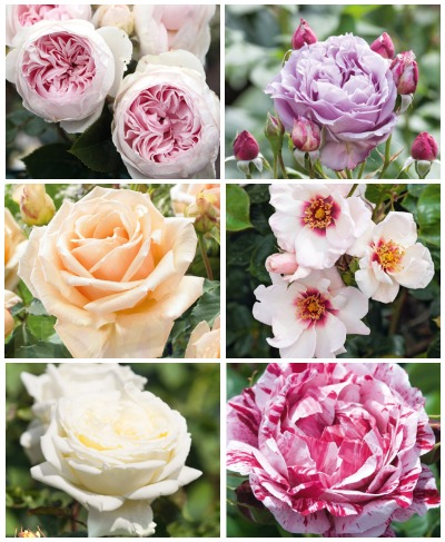 саджанці Набір Троянди Набір Троянди