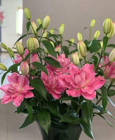 Лілія східна повна Візіон